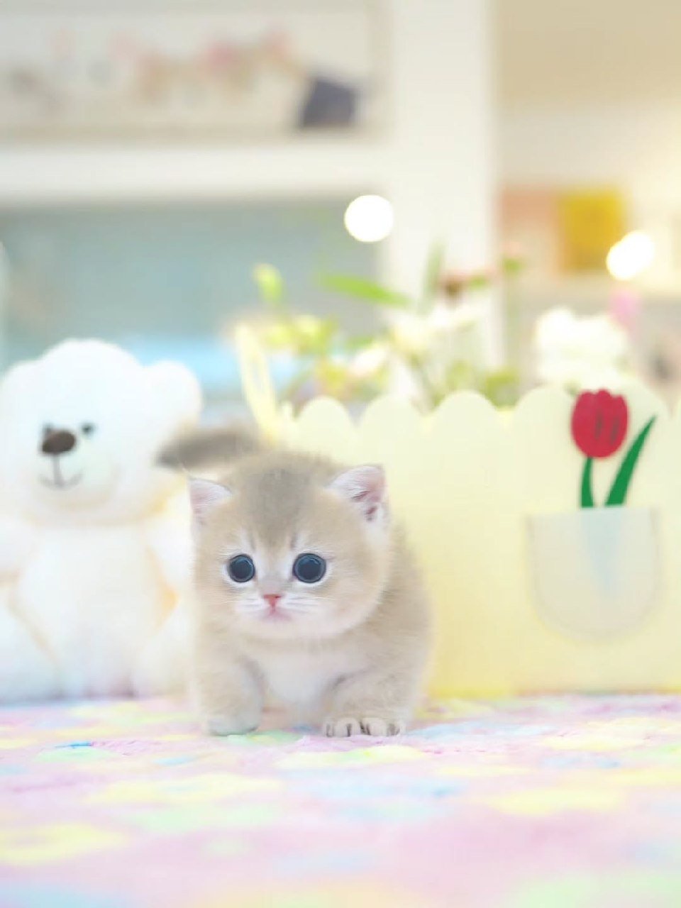 Milo Munchkin kitten Galveston Texas - Male Short-Legged Munchkin Available